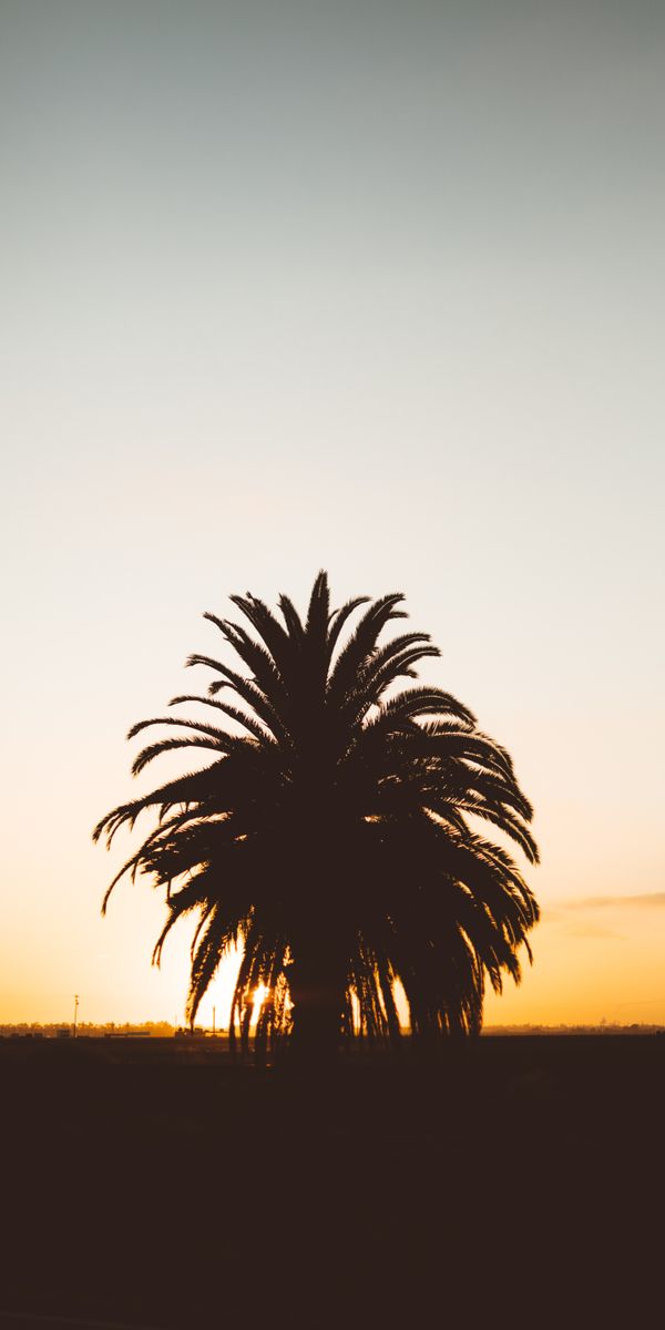 Phone wallpaper: Palm, Nature, Shadows, Horizon, Sunset, Silhouette free download