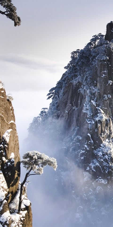 Phone wallpaper: Mountains, Snow, Mountain, Tree, Earth free download