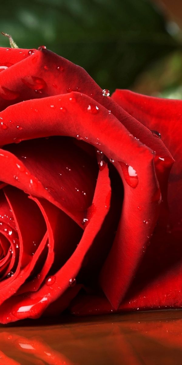 Phone wallpaper: Flowers, Rose, Earth free download