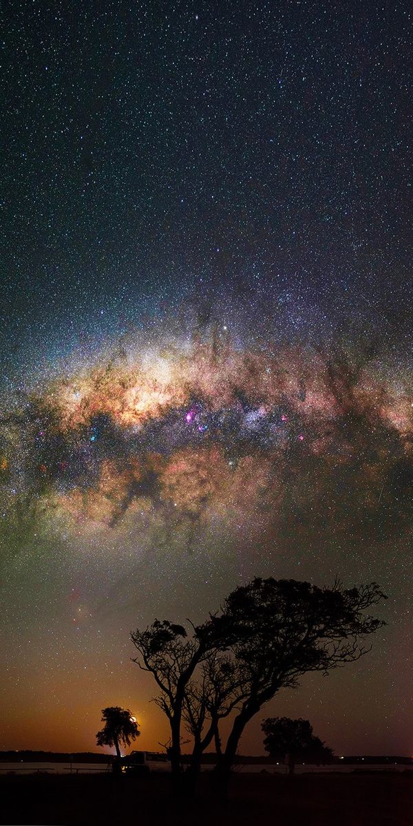 Milky Way Galaxy Illuminating the Night Sky with Trees