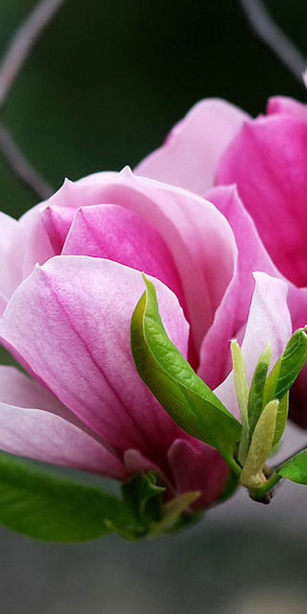 Phone wallpaper: Magnolia, Trees, Flower, Earth free download