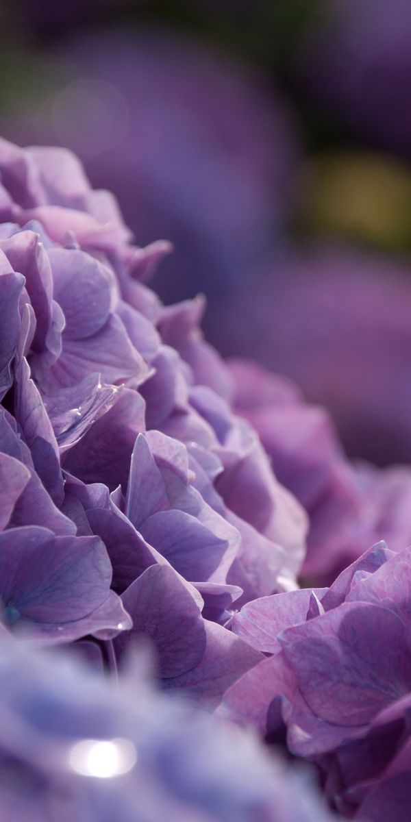 Phone wallpaper: Hydrangea, Flowers, Earth free download