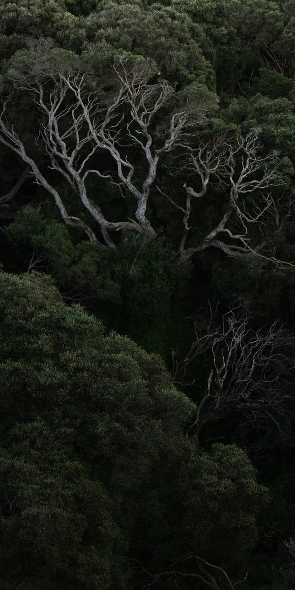 Mysterious Dark Forest Wallpaper Featuring Unique Branches