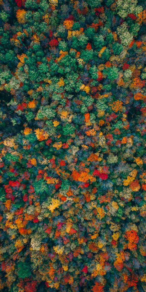 Autumn Forest View from Above - A Colorful Natural Landscape
