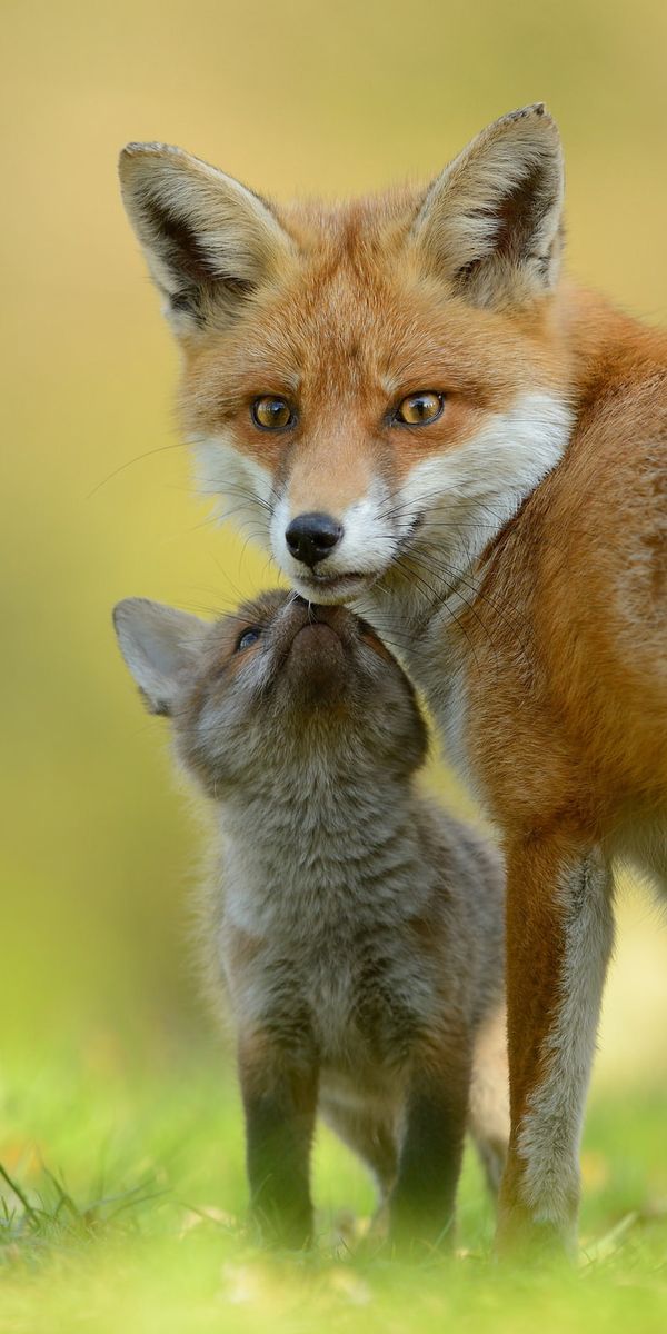 Charming Fox Cub with Its Mother in a Serene Nature Setting