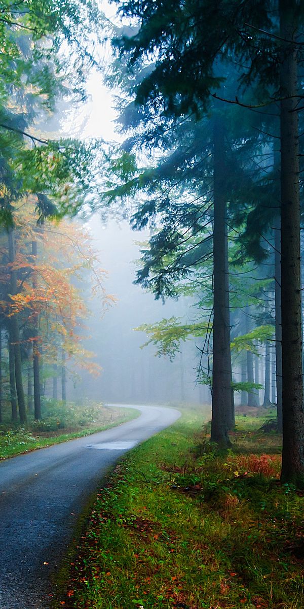 Misty Autumn Road in a Foggy Forest