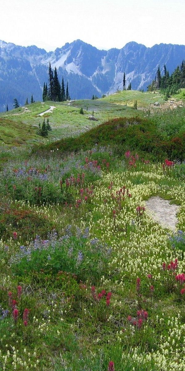 Phone wallpaper: Alps, Vegetation, Nature, Mountains, Flowers, Meadow, Multicolored free download