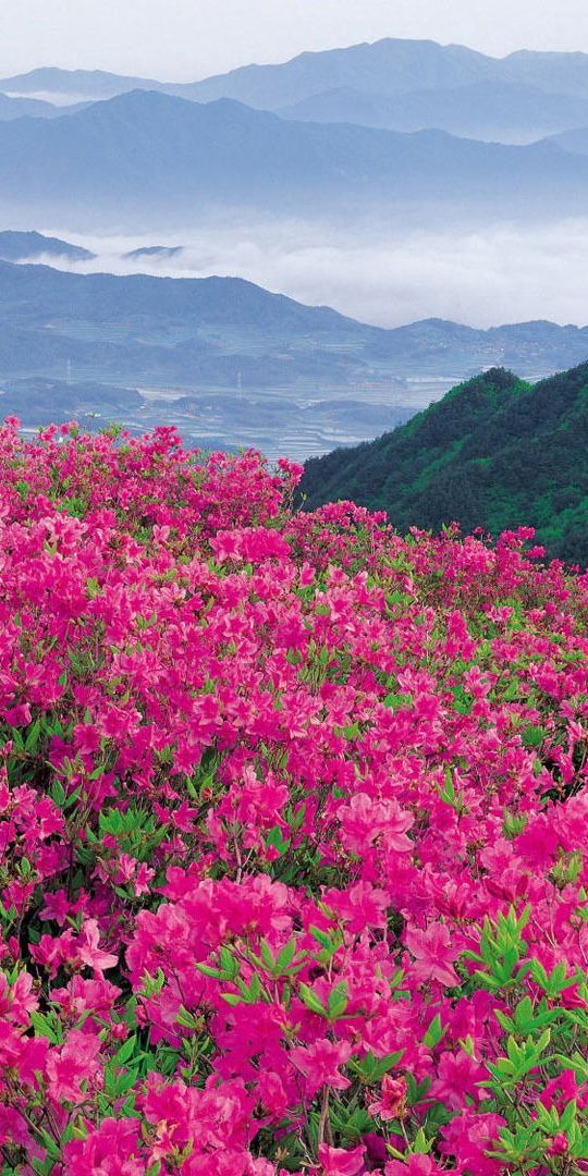 Breathtaking phone wallpaper featuring vibrant flowers and majestic mountains