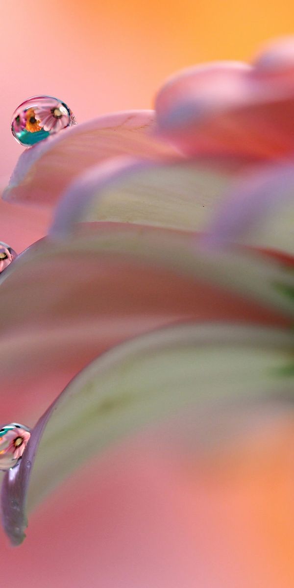 Phone wallpaper: Nature, Reflection, Flower, Macro, Blur, Earth, Water Drop free download