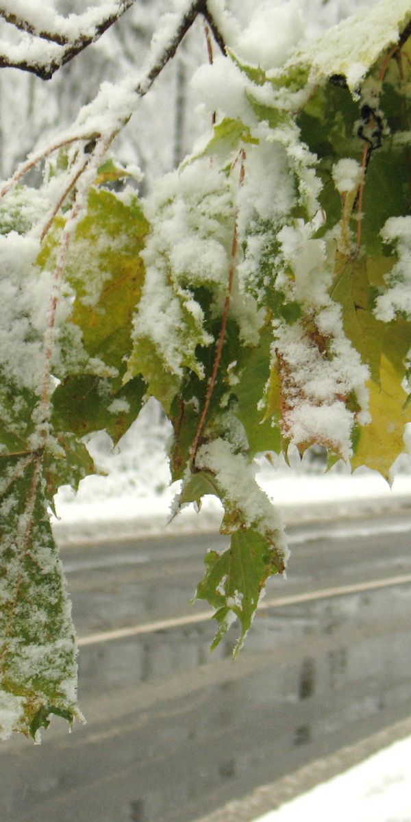 Phone wallpaper: Winter, Roads, Snow, Landscape, Leaves, Trees free download