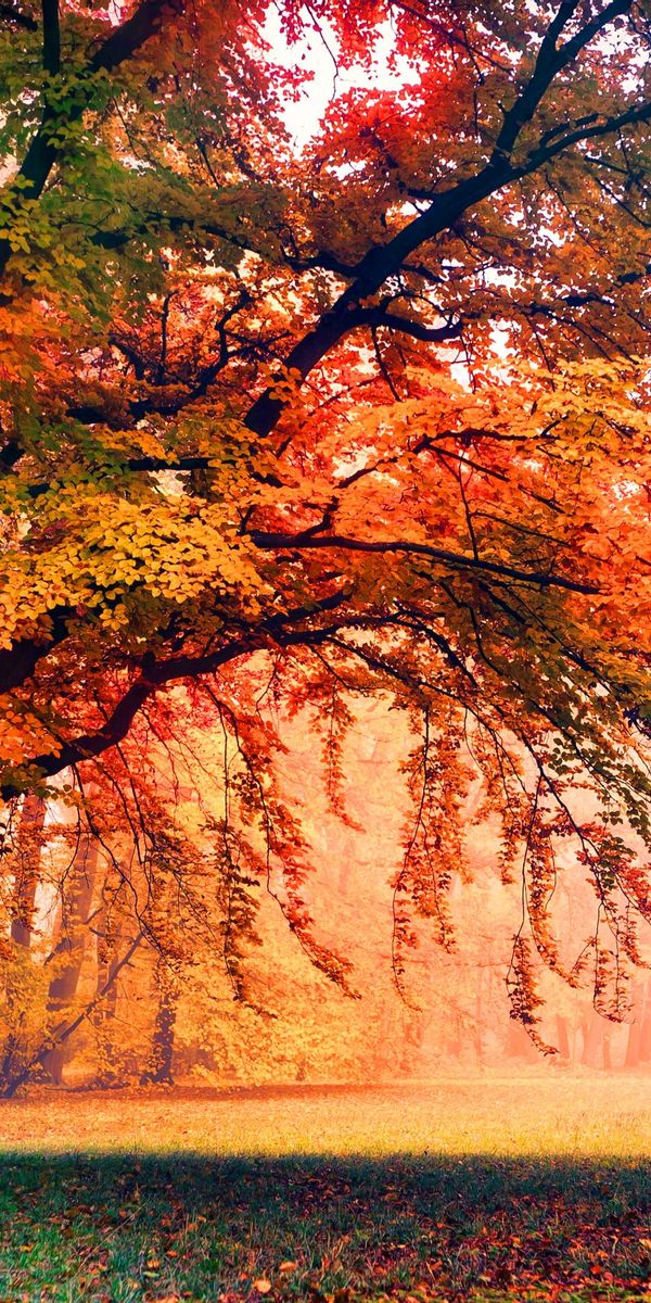 Enchanting autumn park scene with fog and vibrant trees - mobile wallpaper