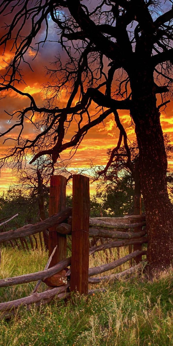 Phone wallpaper: Trees, Fence, Tree, Earth free download