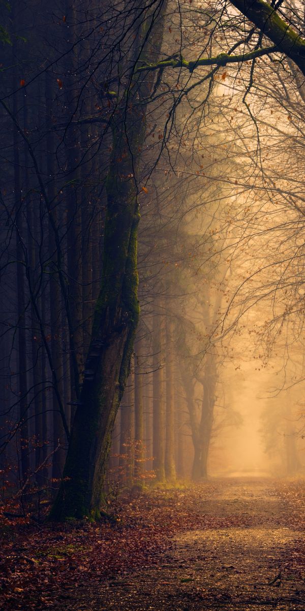 Breathtaking Autumn Park Scene with Majestic Trees