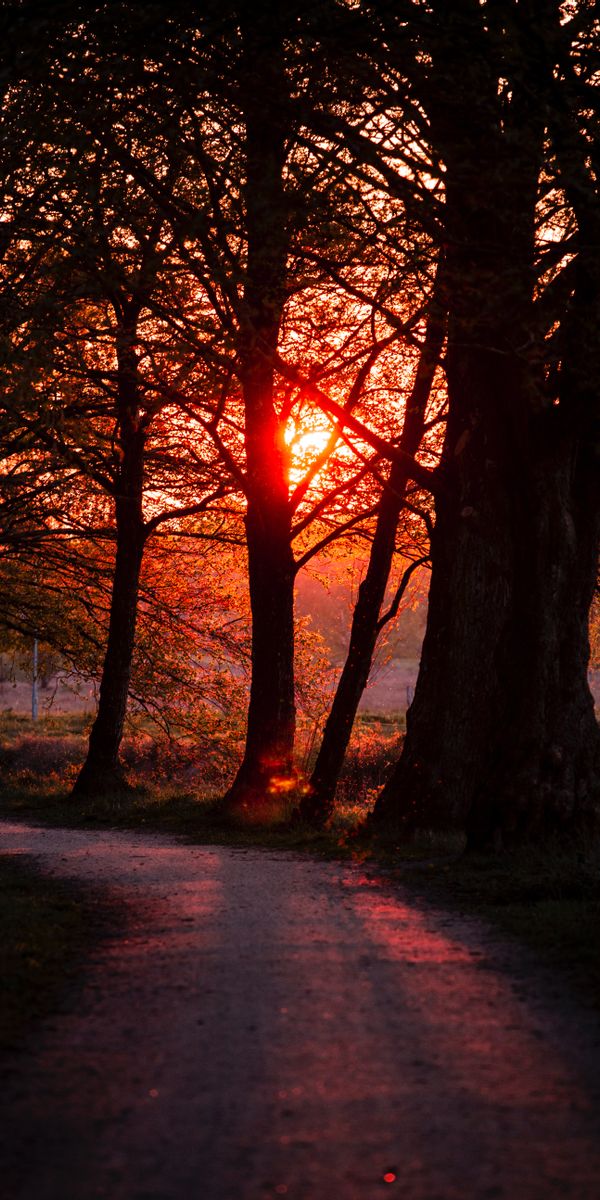Beautiful Sunset Pathway Through Trees in Nature