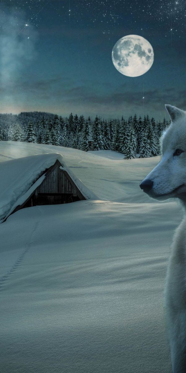 Majestic White Wolf in a Snowy Landscape Under a Starry Sky