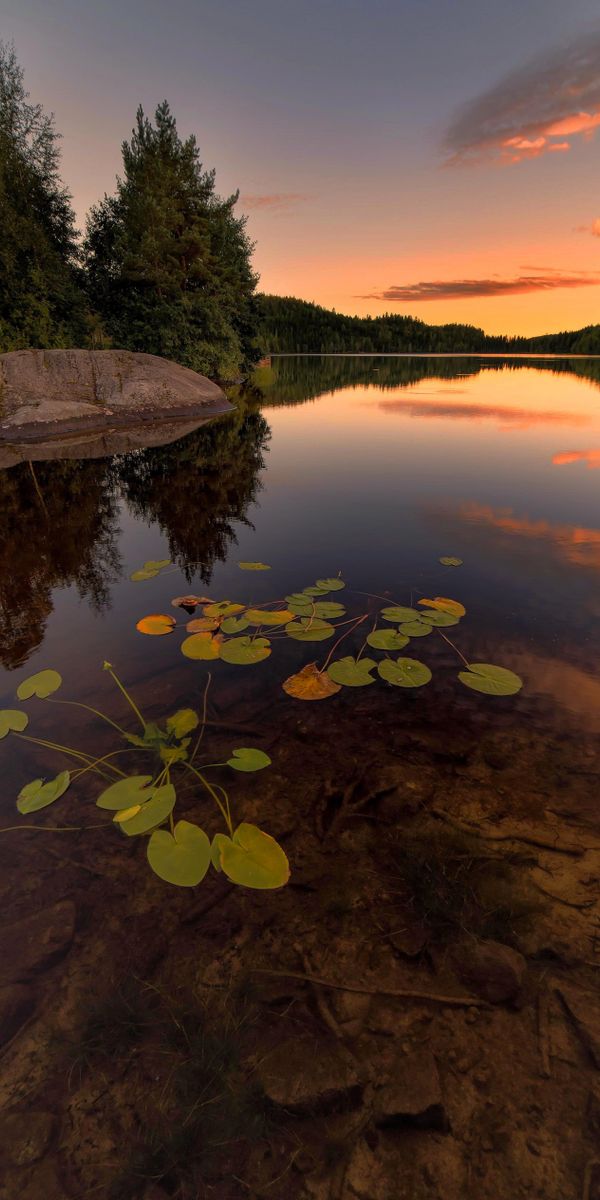 Beautiful Lake Sunset with Lily Pads and Lush Trees