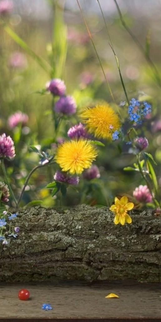 Phone wallpaper: Log, Forget Me Nots, Smooth, Berry, Clover, Flowers, Blur, Dandelions free download