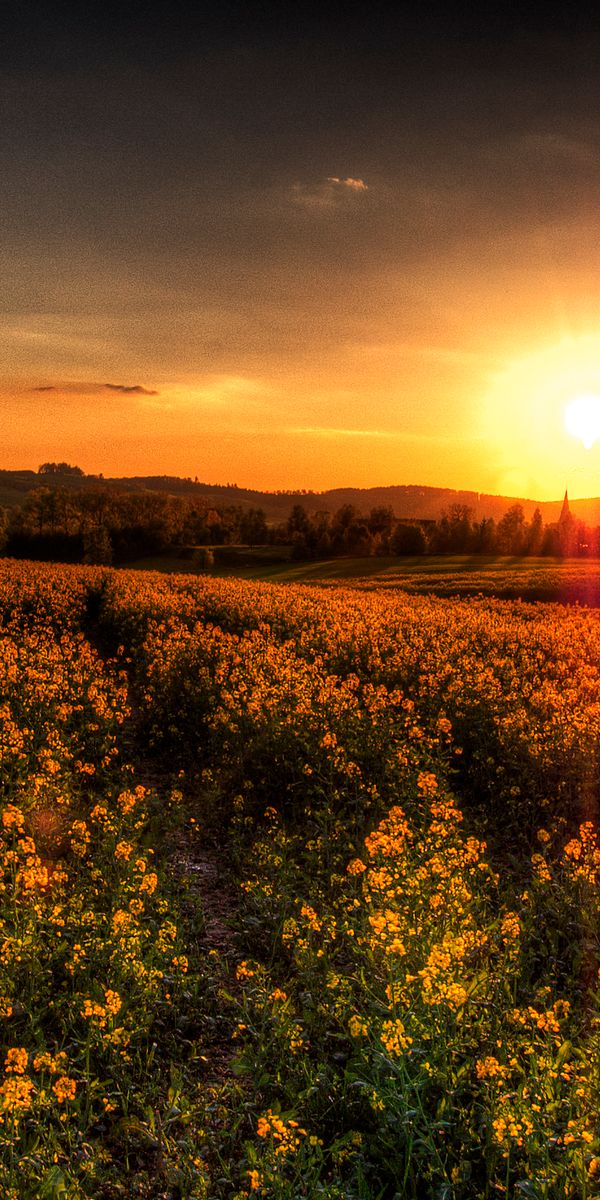 Breathtaking sunset wallpaper featuring a golden flower field and serene landscape