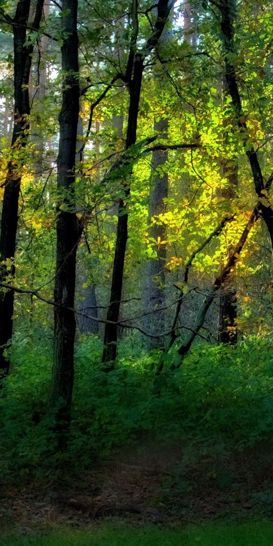 Phone wallpaper: Greens, Forest, Nature, Trees free download