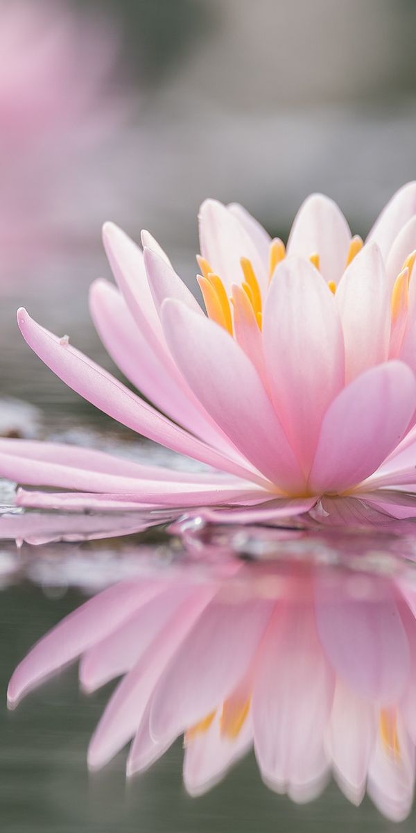 Phone wallpaper: Flowers, Reflection, Flower, Earth, Water Lily, Pink Flower free download