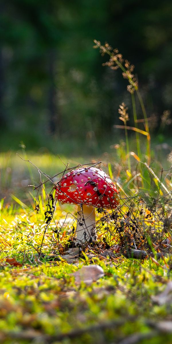 Enchanting Fly Agaric Mushroom Wallpaper: Autumn Forest Background for Phones