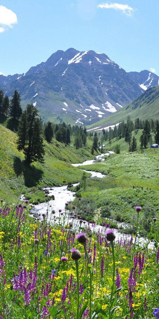 Breathtaking Mountain View with Vibrant Wildflowers