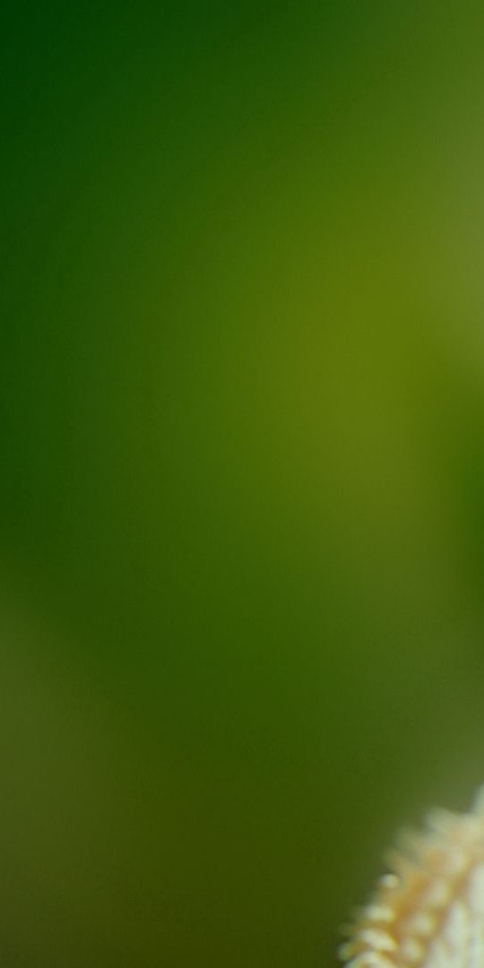 Phone wallpaper: Smooth, Motley, Multicolored, Abstract, Bright, Blur, Background, Figure free downl