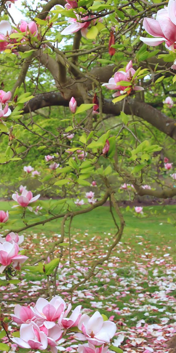 Beautiful Blossom Wallpaper: Vibrant Flowers and Earthy Tones for Your Phone