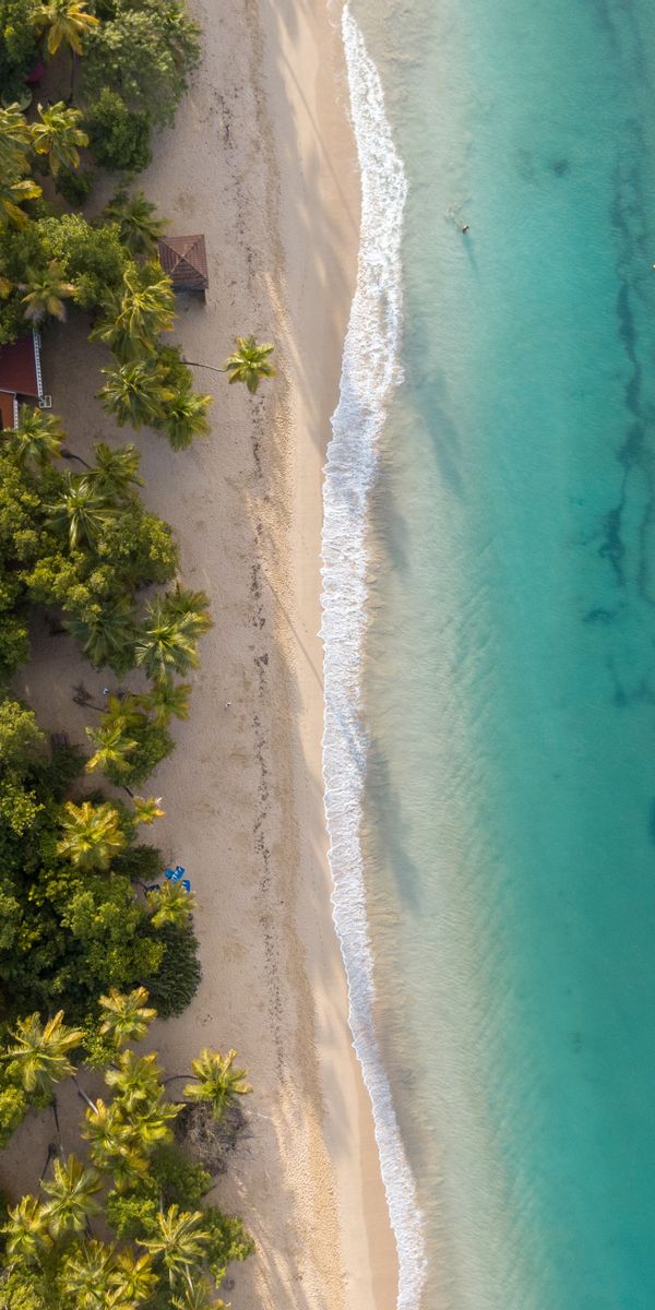 Aerial View of a Tropical Beach with Lush Palms