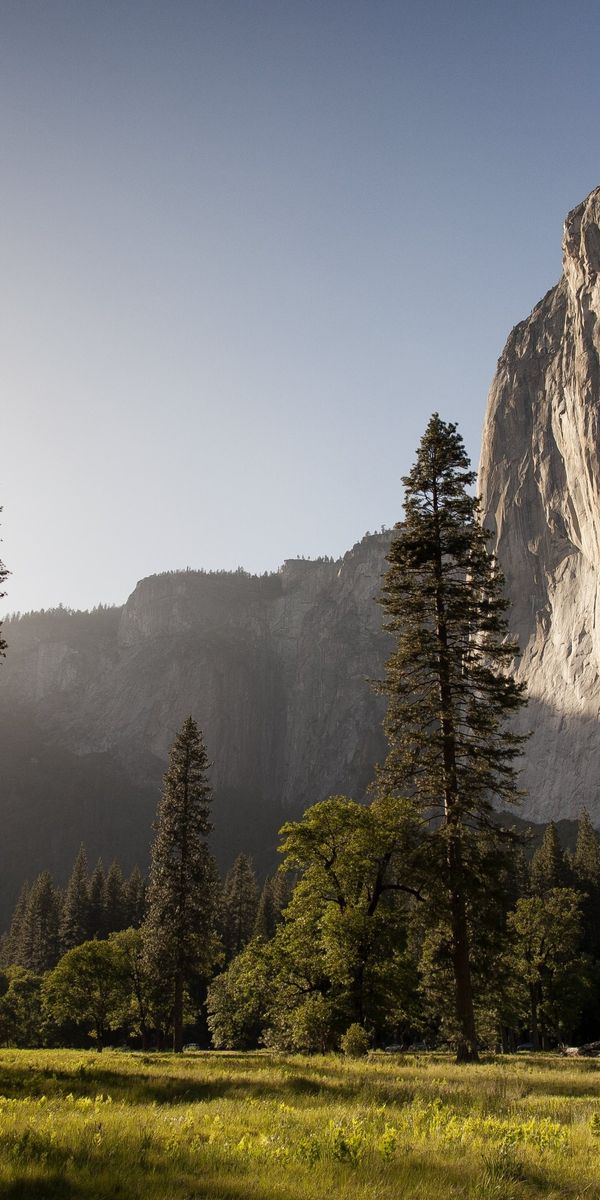 Aesthetic Cliff Landscape with Tall Trees - Perfect for Phone Wallpaper