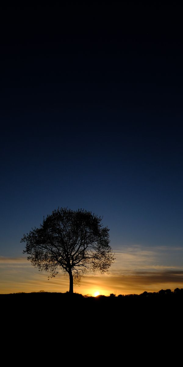 Trendy Tree Silhouette at Sunset