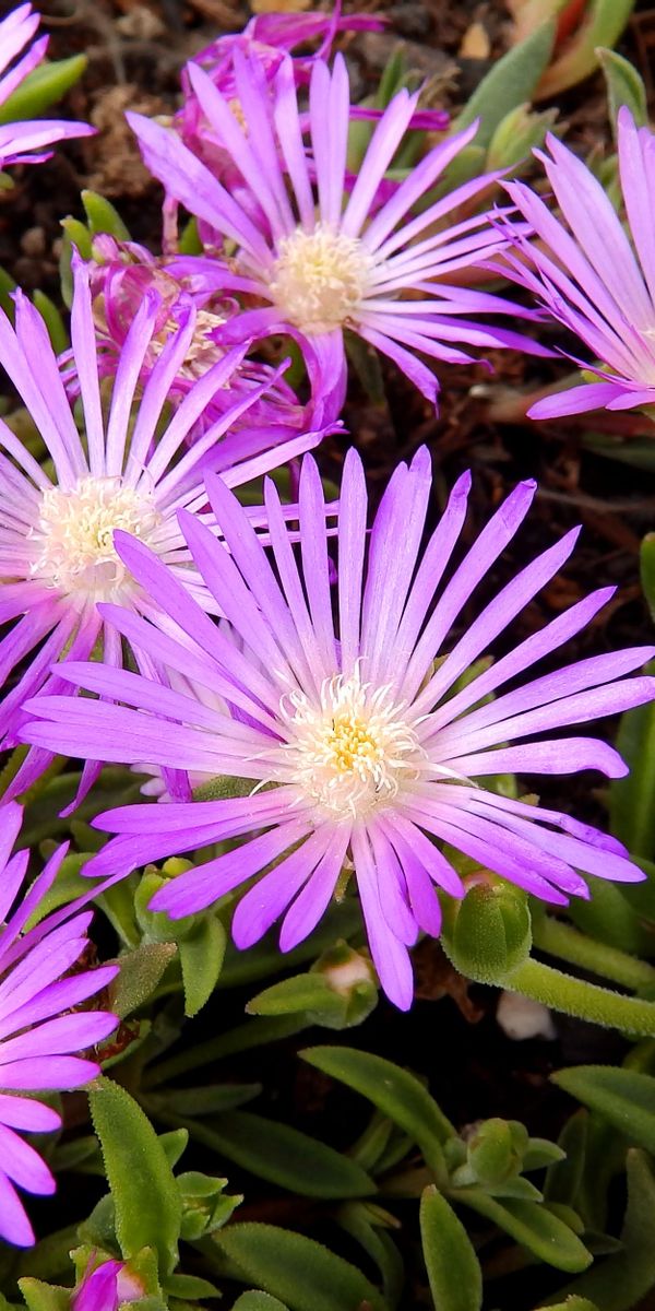 Phone wallpaper: Nature, Flowers, Violet, Flower, Plant, Earth free download