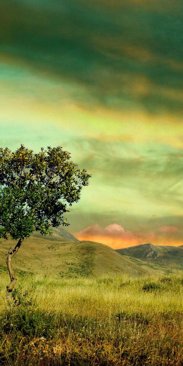 Majestic Tree Against a Colorful Sunset Sky