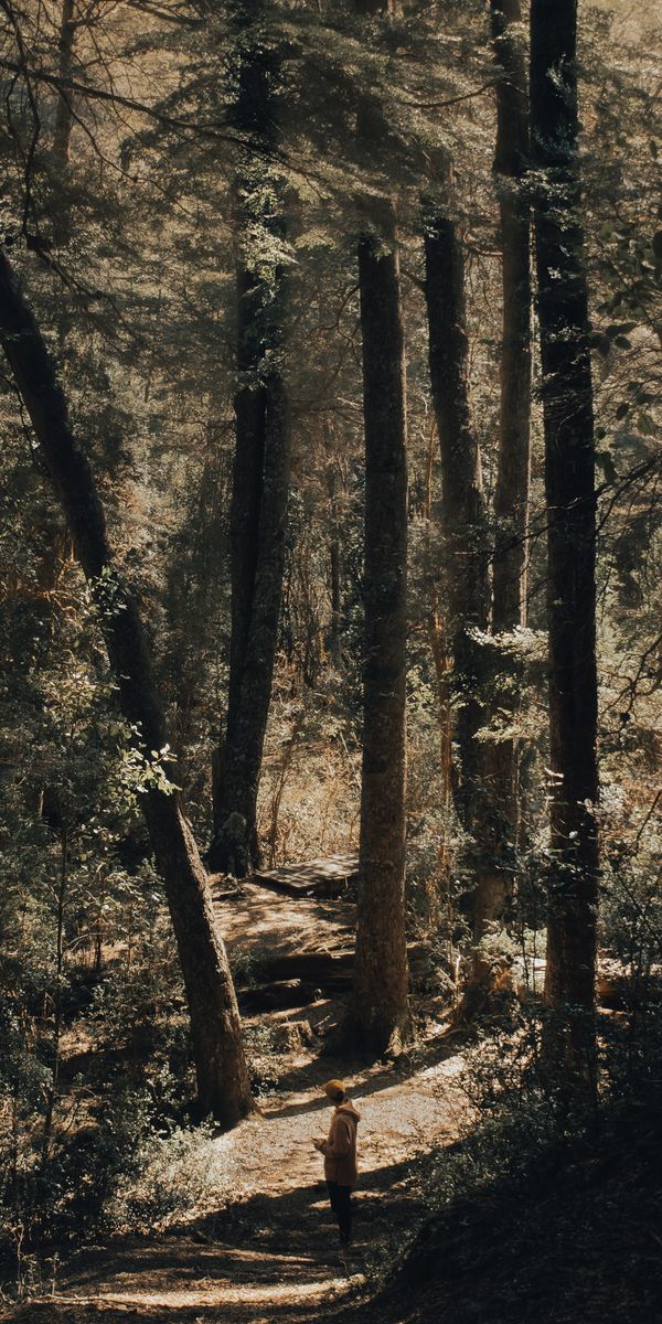 Phone wallpaper: Human, Trees, Forest, Path, Person, Nature free download