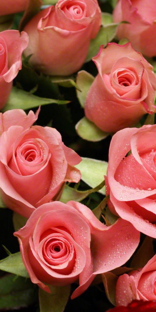 Beautiful floral wallpaper featuring red and pink roses for a lively decor