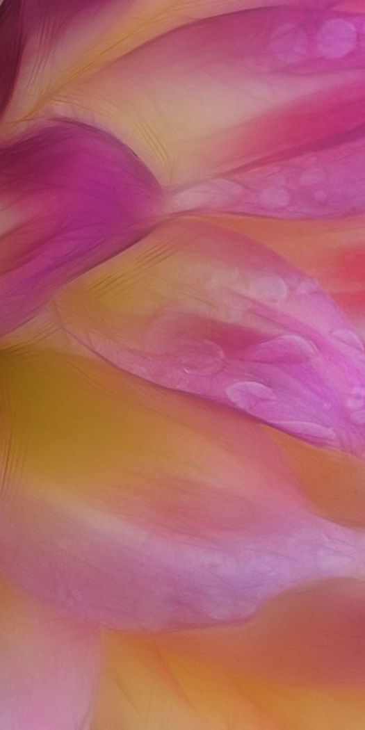 Artistic Pastel Flower Phone Wallpaper: A Beautiful Floral Design