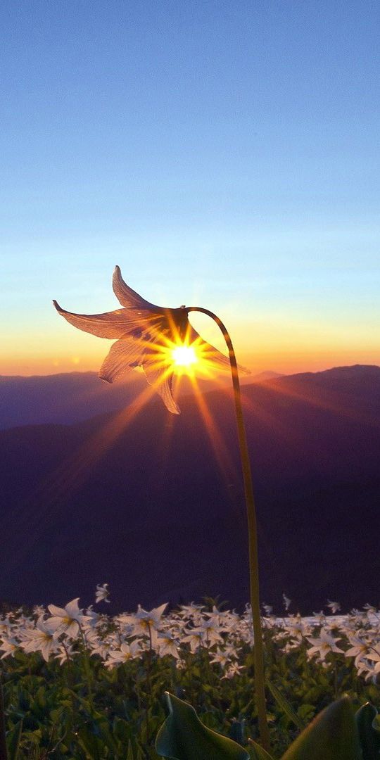 Breathtaking Sunset with Blooming Flowers in the Landscape