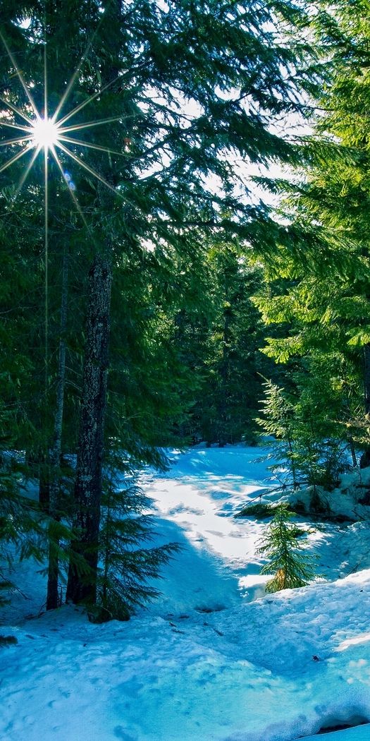 Breathtaking Winter Landscape Mobile Wallpaper - 4K Quality for Nature Lovers
