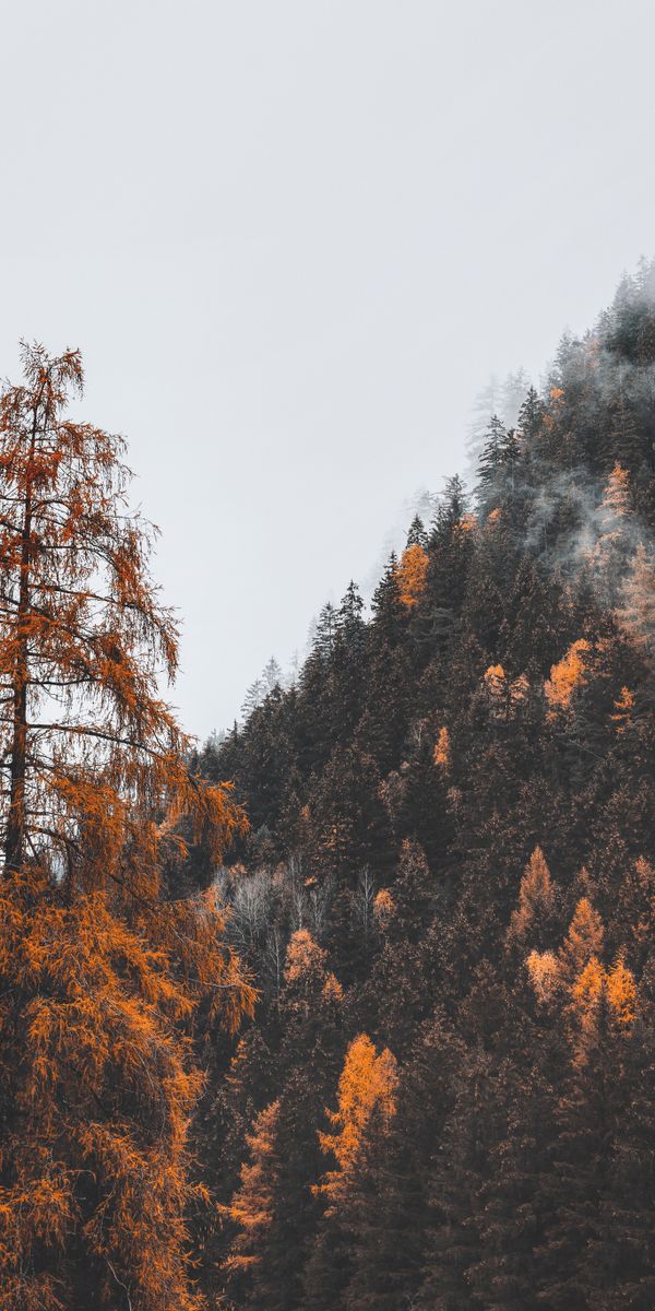 Phone wallpaper: Slope, Mountain, Fog, Trees, Nature, Forest free download