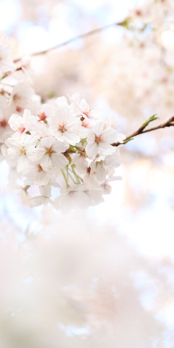 High-Quality iPhone Wallpaper Featuring Cherry Blossom Branches in Bloom