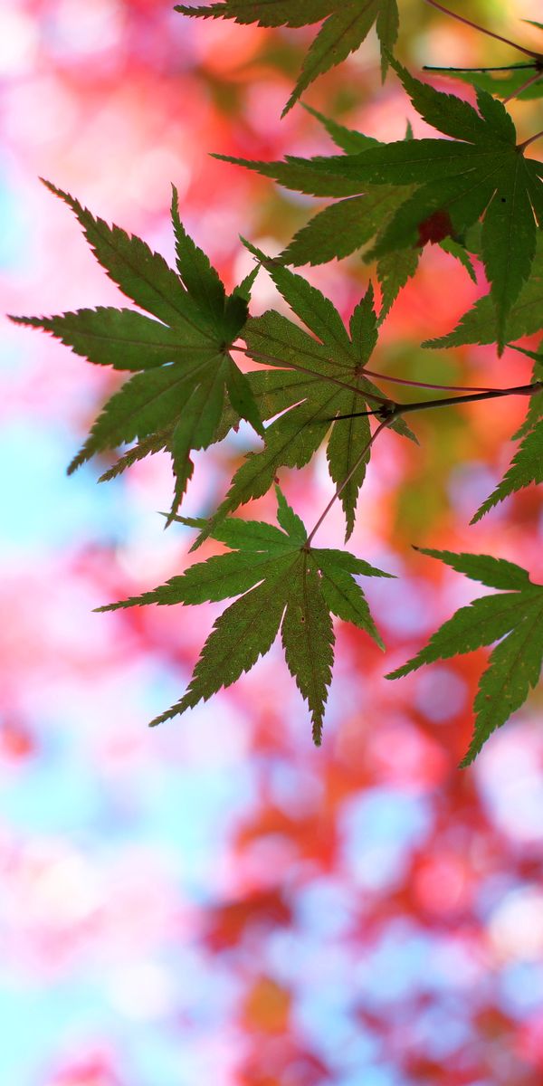 Beautiful Maple Leaves in Summer Colors