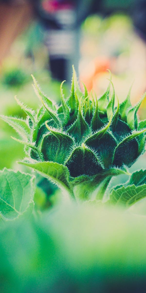 Phone wallpaper: Macro, Smooth, Close Up, Plant, Blur free download