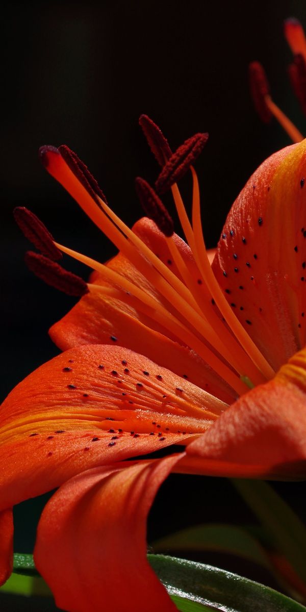 Breathtaking Orange Lily Flower Close-Up