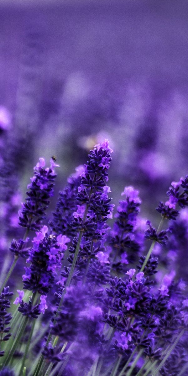 Phone wallpaper: Flowers, Flower, Macro, Blur, Earth, Lavender, Purple Flower free download