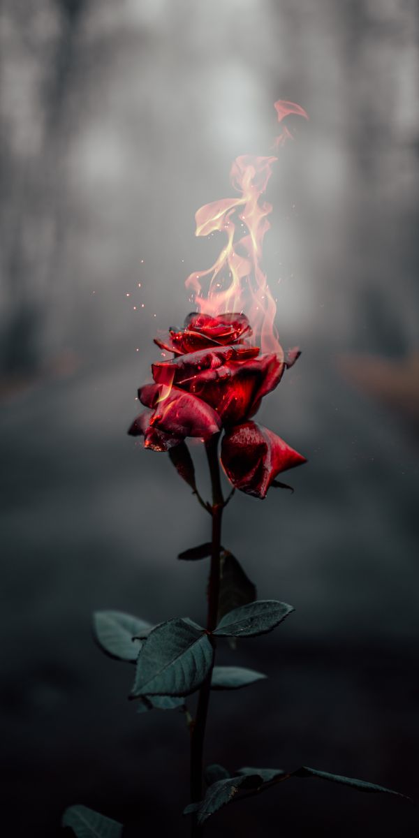Fiery Red Rose Flower in Flames - Mobile Wallpaper
