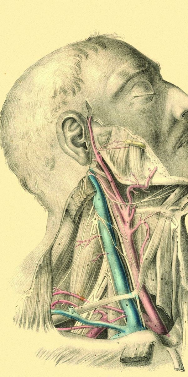 Phone wallpaper: Arteries, Vienna, Artery, Brawn, Anatomy, Veins, Muscle, Art free download