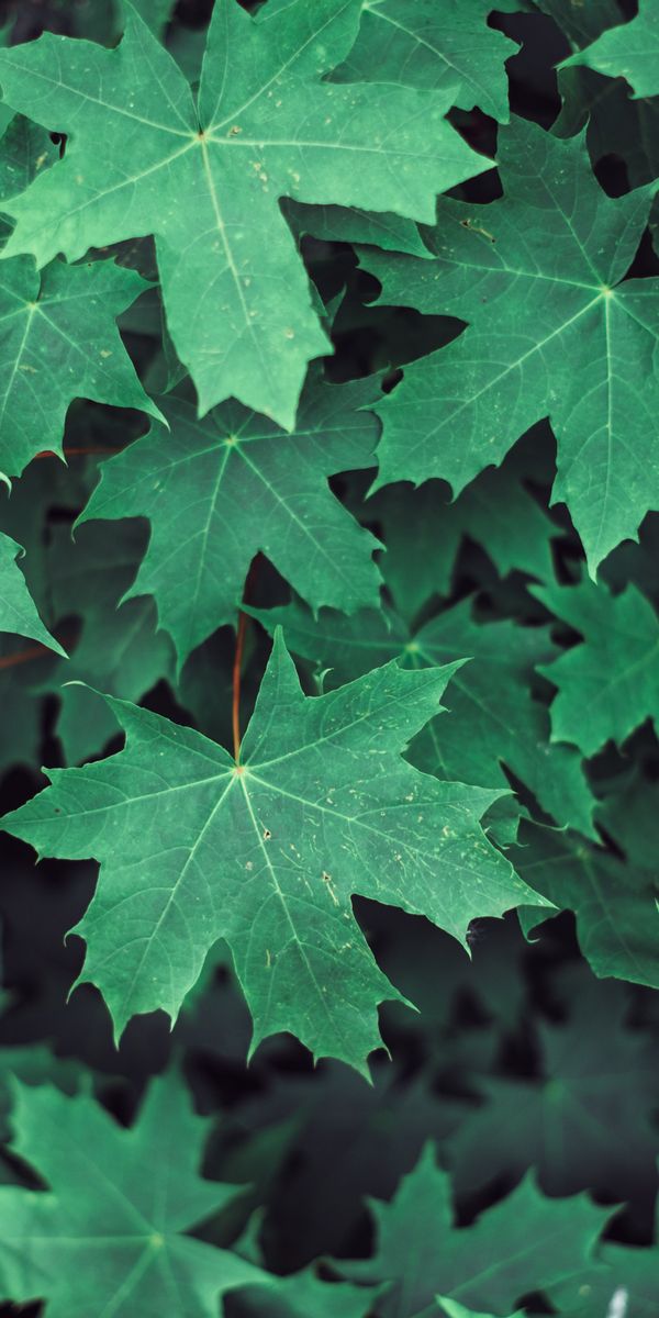 Phone wallpaper: Branches, Leaves, Nature, Maple free download