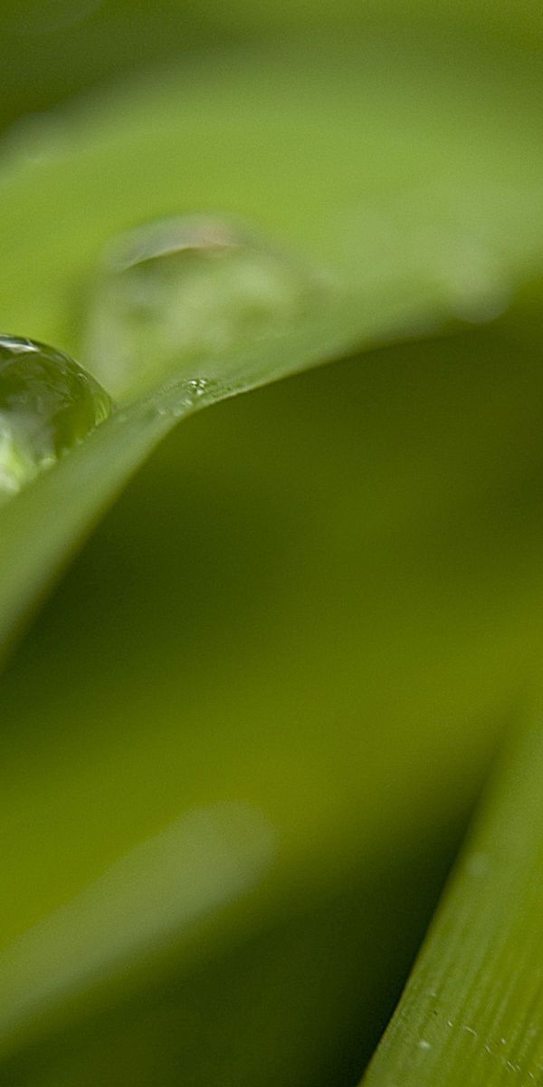 Phone wallpaper: Macro, Dew, Grass, Smooth, Drops, Blur free download