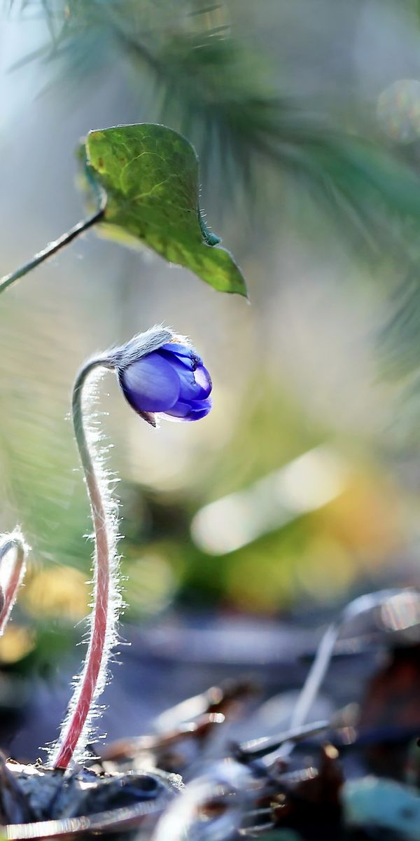 Phone wallpaper: Nature, Flowers, Flower, Macro, Blur, Earth, Blue Flower free download