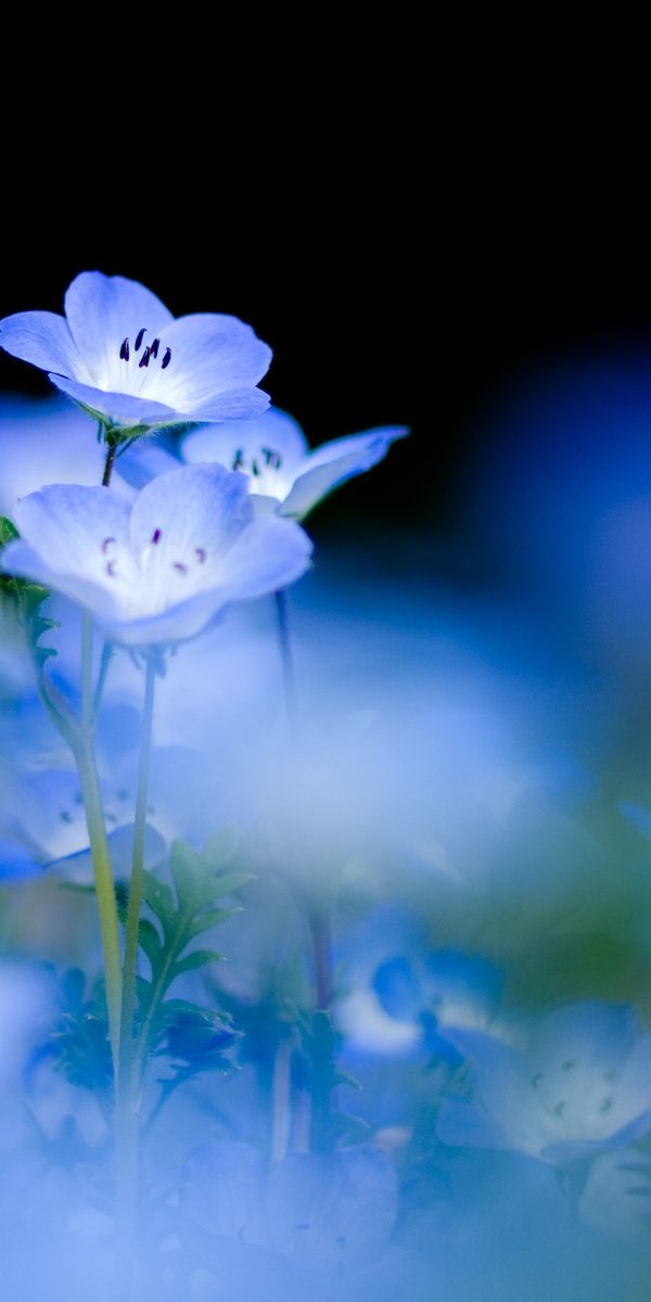 Beautiful Pastel Floral iPhone Background in 4K Resolution